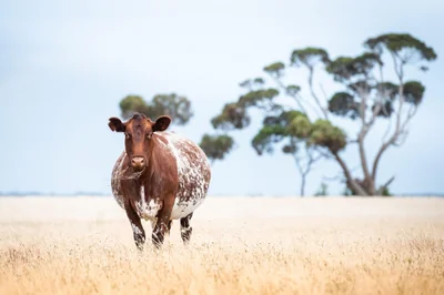 vache