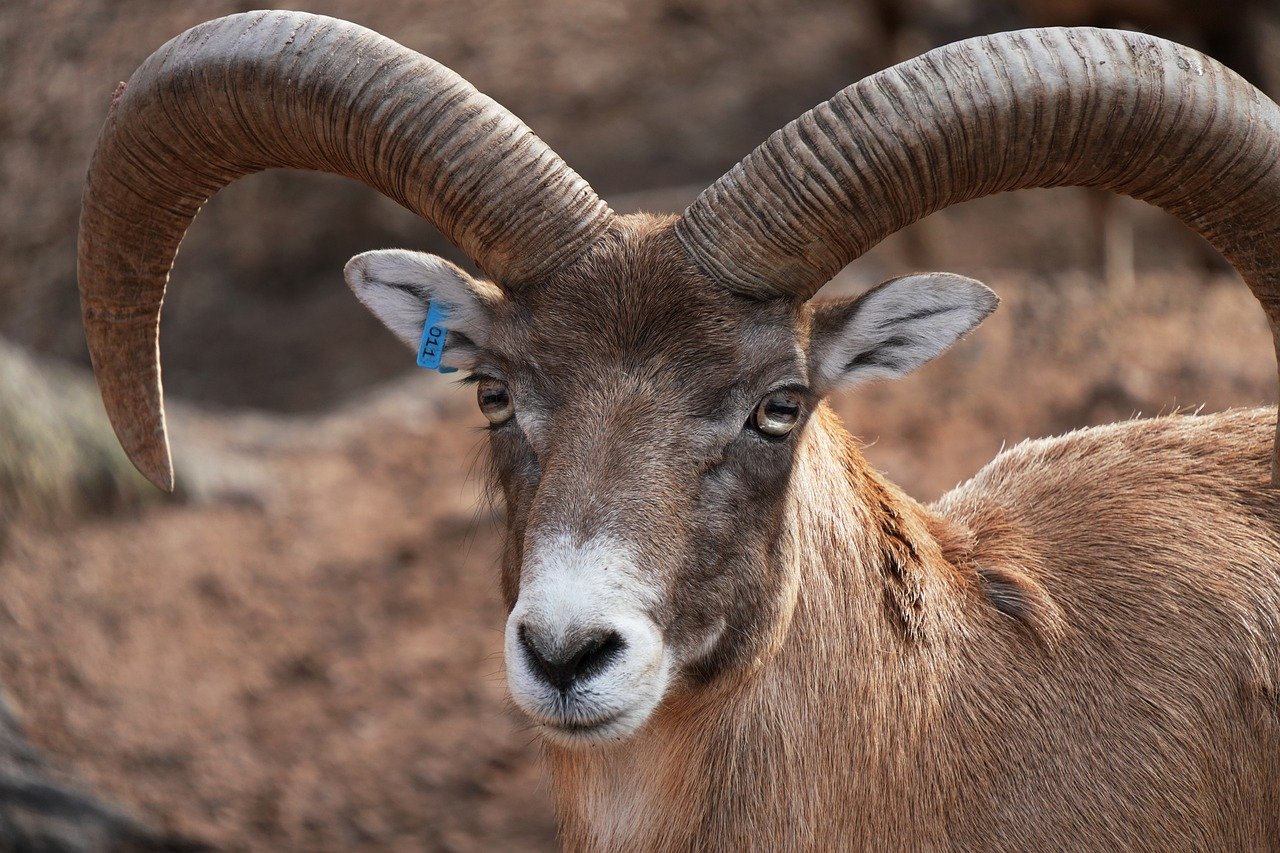 découvrez la mémoire ram en dual channel pour améliorer les performances de votre ordinateur grâce à une bande passante accrue et une meilleure réactivité.